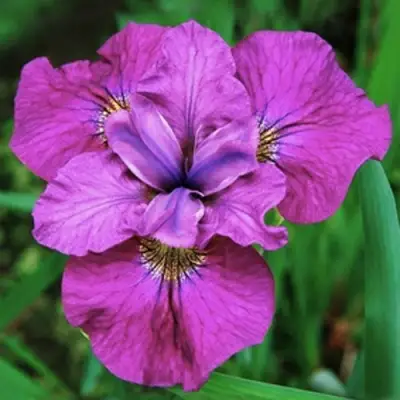 Ирис СИ Я ЛЕЙТЕР сибирский в Полоцке