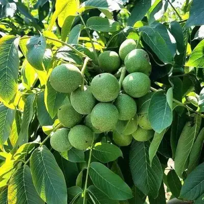 Грецкий орех  ИЗЯЩНЫЙ в Полоцке