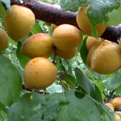 Абрикос МАНИТОБА в Полоцке