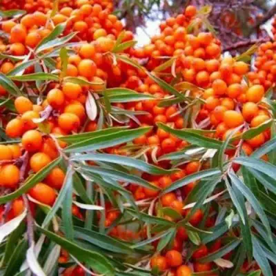 Облепиха ВОРОБЬЕВСКАЯ в Полоцке