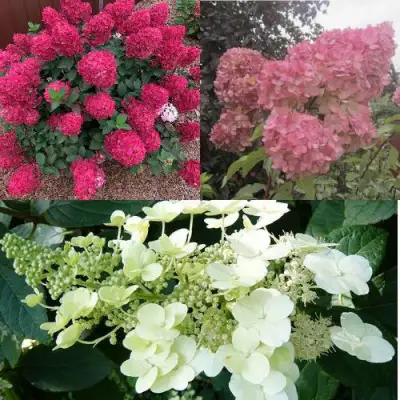 Комплект САД ЭМОЦИЙ в Полоцке