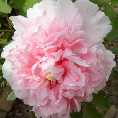 Пион БУКЕТ РОЗОВЫХ ГВОЗДИК древовидный в Полоцке