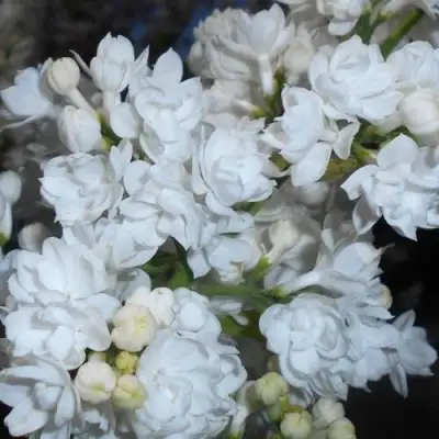 Сирень МИСС ЭЛЕН ВИЛМОТТ в Полоцке