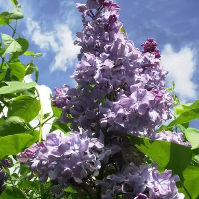 Сирень КРЫЛЬЯ НАДЕЖДЫ в Полоцке