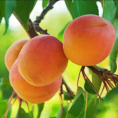 Абрикос ДЕБЮТ в Полоцке