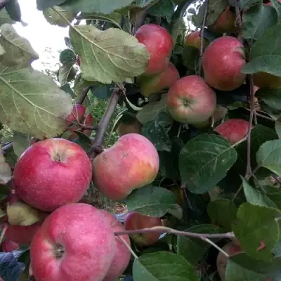 Яблоня АЛЬВА в Полоцке