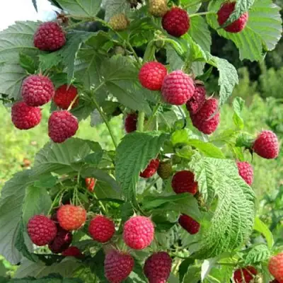 Малина БРУСИЛОВСКАЯ в Полоцке