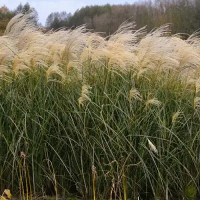 Мискантус ВАНИЛЛА СКАЙ китайский в Полоцке
