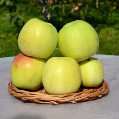 Яблоня БИРСКОЕ ГРУШЕВОЕ (БИЧИК) в Полоцке