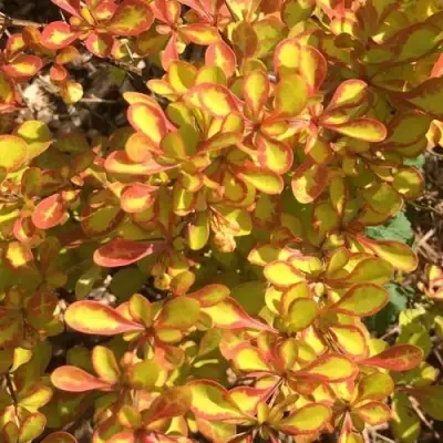 Барбарис САММЕР САНСЕТ тунберга в Полоцке