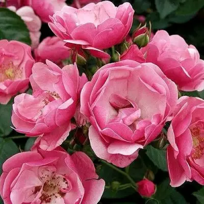 Роза АНГЕЛА флорибунда в Полоцке