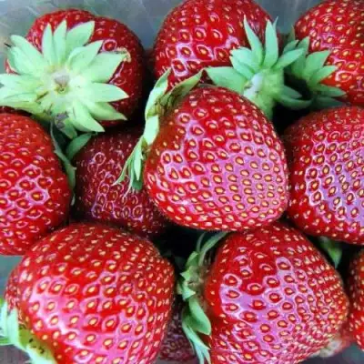 Клубника МАЛЬВИНА в Полоцке