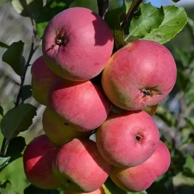 Яблоня ВЭМ-РОЗОВЫЙ в Полоцке
