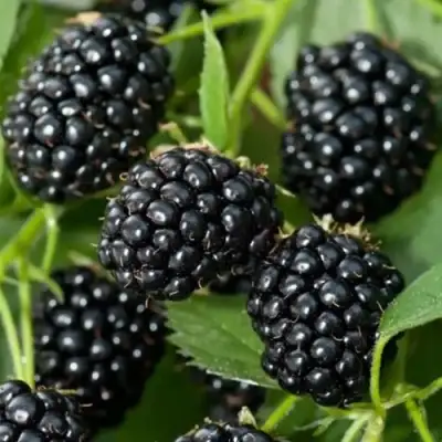 Ежевика ТРИПЛ КРАУН бесшипная  в Полоцке