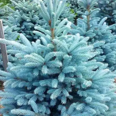 Ель МАДЖЕСТИК БЛЮ колючая в Полоцке