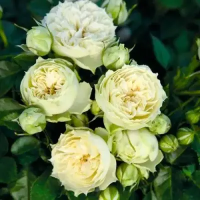 саженцы розы Бланшетт