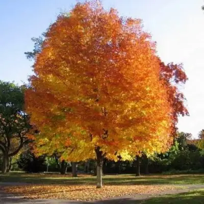 Клен серебристый в Полоцке