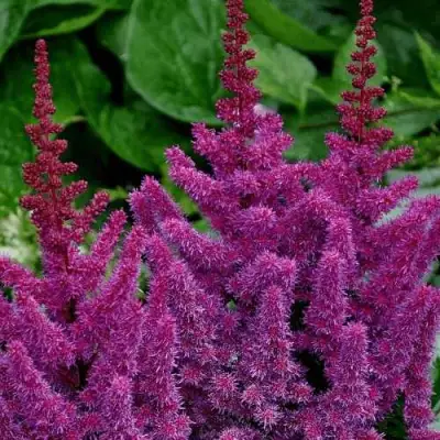 Астильба БЛЭК ЭНД БЛУ китайская в Полоцке