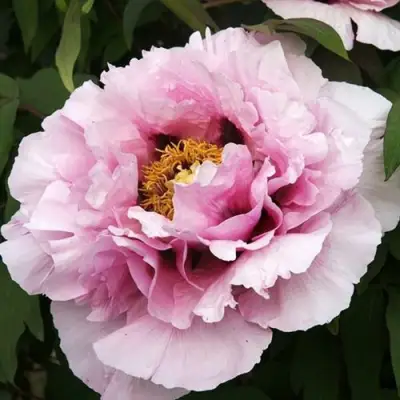 Пион РОЗОВАЯ РЕКА древовидный в Полоцке