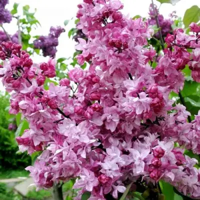 Сирень ОЛИМПИАДА КОЛЕСНИКОВА в Полоцке