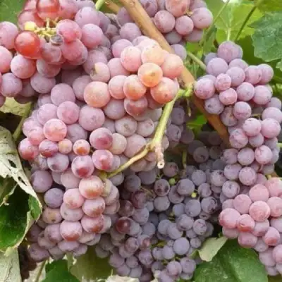 Виноград РИЛАЙНС ПИНК СИДЛИС в Полоцке
