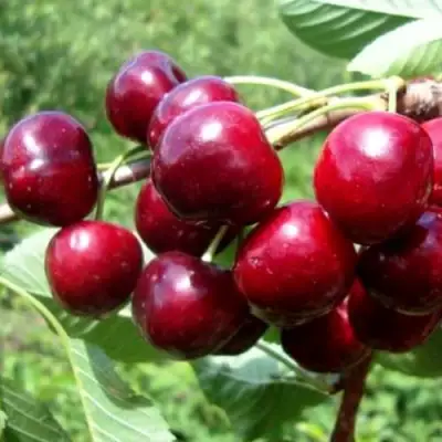 Вишня ВЯНОК в Полоцке