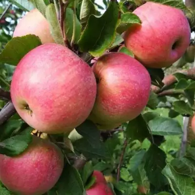 Яблоня ТЕРЕМОК в Полоцке