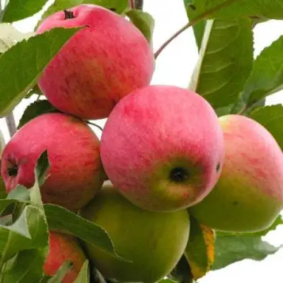 Яблоня МЕЧТА в Полоцке