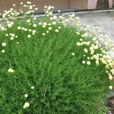 Сантолина зеленеющая в Полоцке