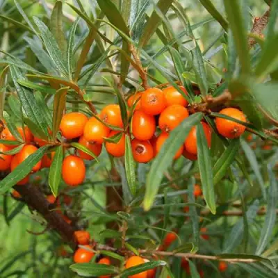 Облепиха БОТАНИЧЕСКАЯ в Полоцке