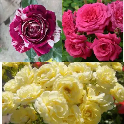 Комплект РОЗОВЫЙ АКЦЕНТ в Полоцке