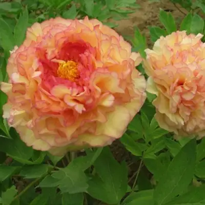 Пион ЗОЛОТАЯ РОССЫПЬ древовидный в Полоцке