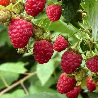 Малина ПРИМАРА в Полоцке