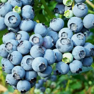 Голубика ПУРУ в Полоцке