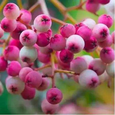 Рябина ПИНК сладкоплодная в Полоцке