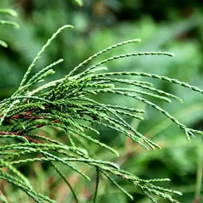 Туя ВИПКОРД складчатая в Полоцке