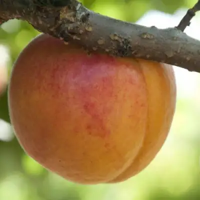  АПРИУМ в Полоцке