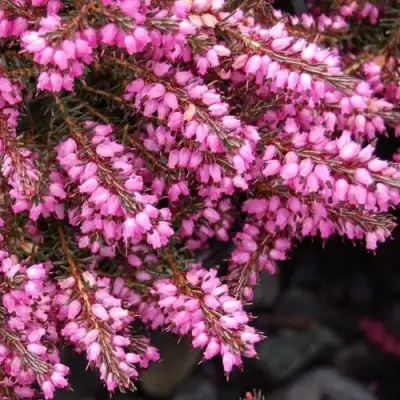 Эрика СТИНКЕ дарленская в Полоцке