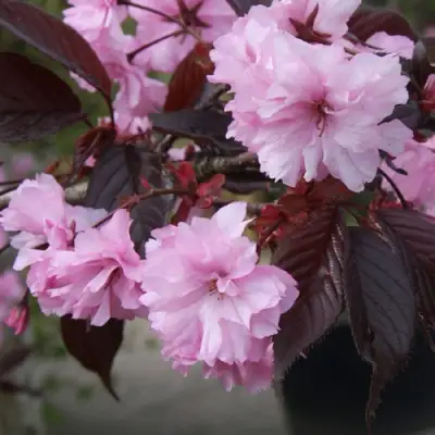 Сакура РОЯЛ БУРГУНДИ в Полоцке