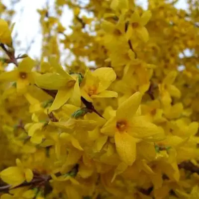 Форзиция ТАРАНДТ промежуточная в Полоцке