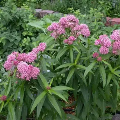 Ваточник МЯСО-КРАСНЫЙ в Полоцке