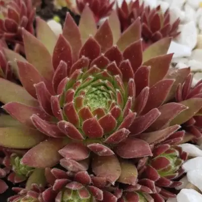 Молодило ЛЮФТШПРУНГ в Полоцке