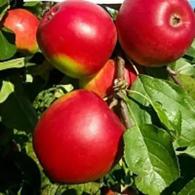 Яблоня РЕДФРИ в Полоцке