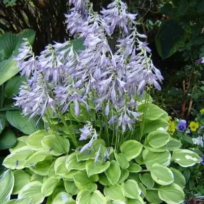 Хоста ГОЛДЕН ТИАРА в Полоцке