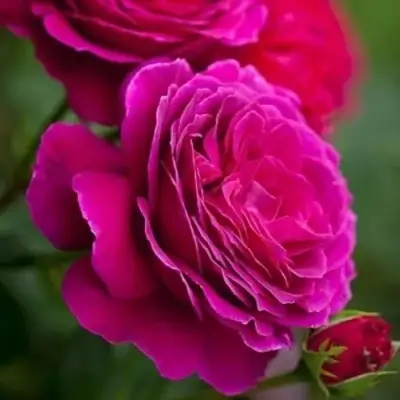 Роза МАЛИНОВЫЙ ЗВОН чайно-гибридная в Полоцке