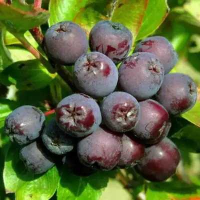 Рябина ЛИКЁРНАЯ сладкоплодная в Полоцке