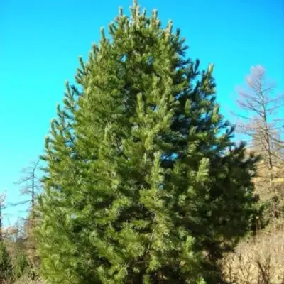 Сосна кедровая сибирская в Полоцке