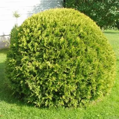 Туя ДАНИКА АУРЕА западная в Полоцке