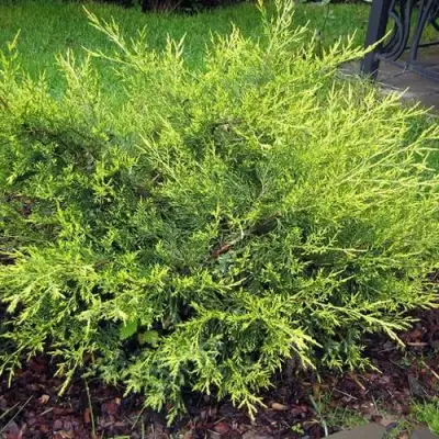 Можжевельник КУРИВАО ГОЛД китайский в Полоцке