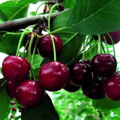 Дюк ЖИВИЦА (ЧЕРЕВИШНЯ) в Полоцке